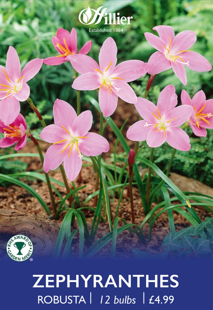 Zephyranthes Robusta Bulbs 8718641970409 2